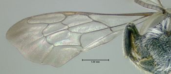 Media type: image;   Entomology 610865 Aspect: front wing